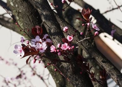 peach blossom in spring