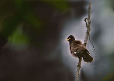 common myna