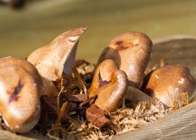 cultivated mushrooms