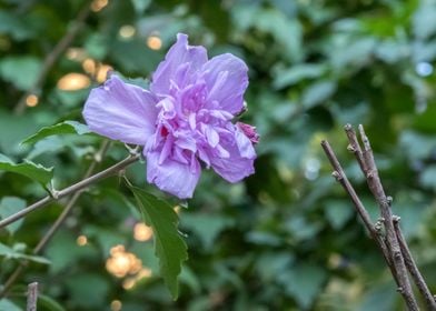 pink hibiscus in bloom 