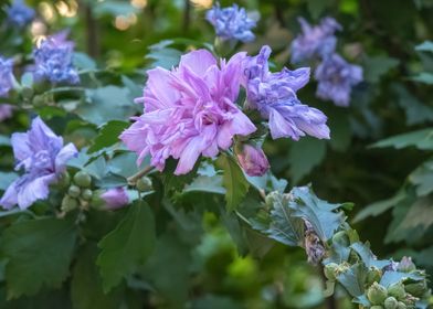 pink hibiscus in bloom 