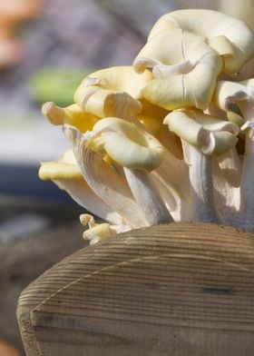 cultivated mushrooms