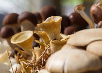 cultivated mushrooms