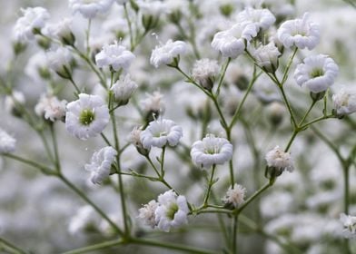 flower in spring