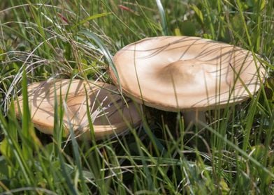 mushrooms in the meadow