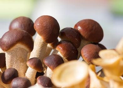 cultivated mushrooms