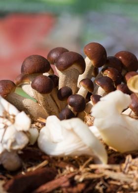 cultivated mushrooms