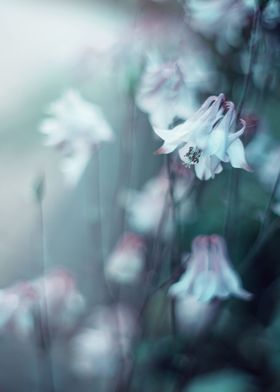 Garden Flowers-preview-1