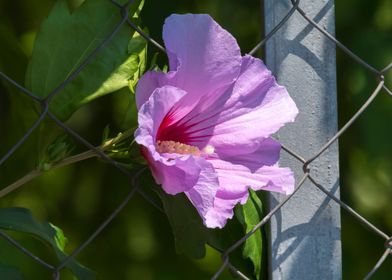 pink hibiscus in bloom 