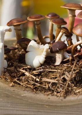 cultivated mushrooms