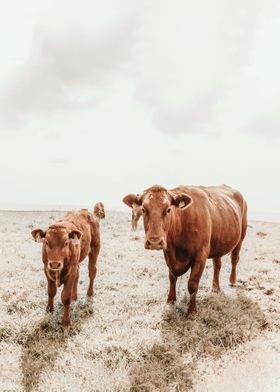 Highland Cow Art 