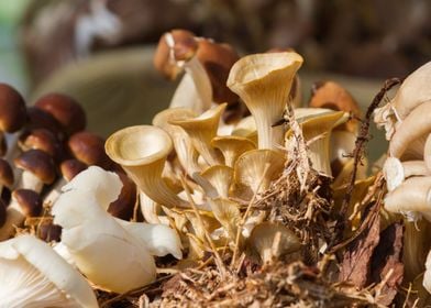 cultivated mushrooms