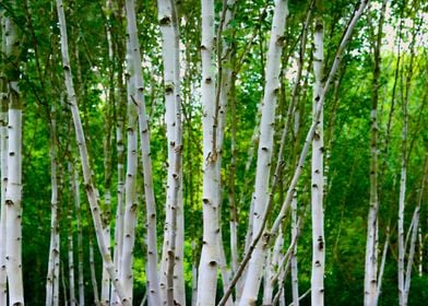 Birch Trees