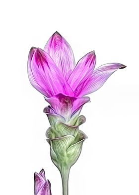 flower of the turmeric pla