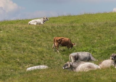 grazing cows on the mounta