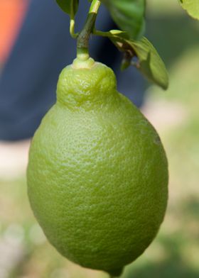 yellow lemon on tree