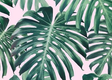 monstera leaves