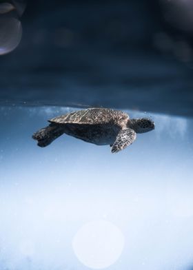 blue black animal beach