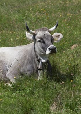 grazing cows on the mounta