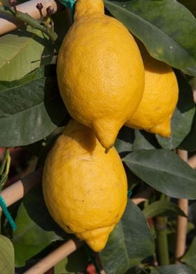 yellow lemon on tree