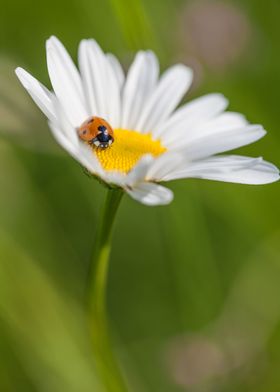 Ladybug on a daisy