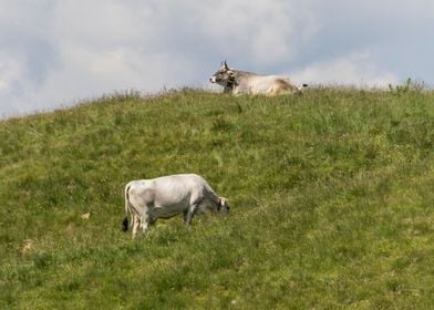 grazing cows on the mounta