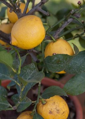 yellow lemon on tree