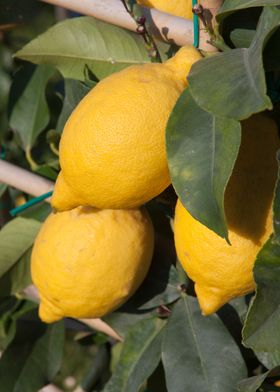 yellow lemon on tree