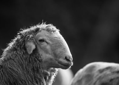 Sheep portrait in profile