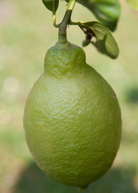 yellow lemon on tree