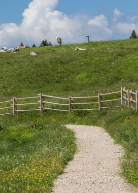 grazing cows on the mounta