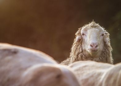 Sheep in warm light