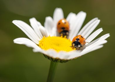 Two ladybugs on a daisy