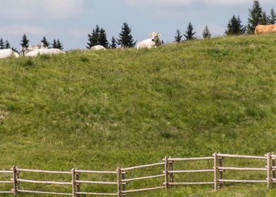 grazing cows on the mounta