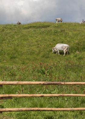 grazing cows on the mounta