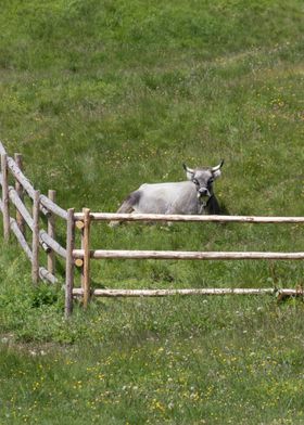 grazing cows on the mounta