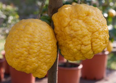 yellow lemon on tree