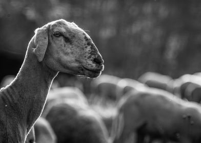 Portrait of sheep in bw