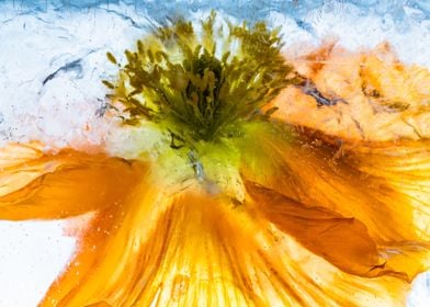 Papaver nudicaule in ice 1