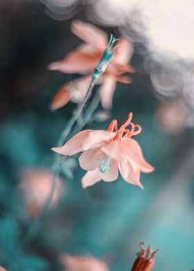 Garden Flowers-preview-0