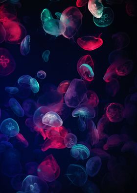 Colourfull Jellyfish