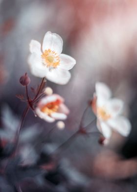 White Flowers-preview-1