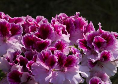 carnation in bloom in spri