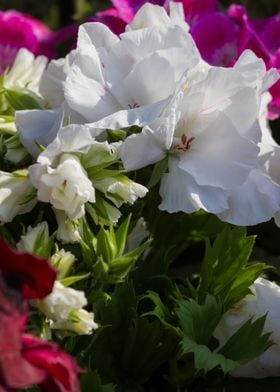 carnation in bloom in spri