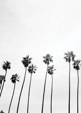 Beach Palm Trees