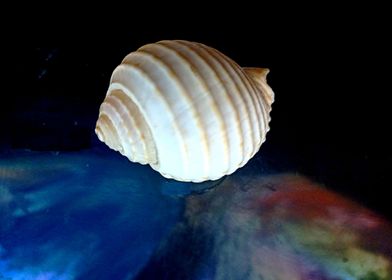 Galactic Seashell