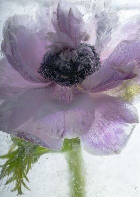 Anemone in ice 1