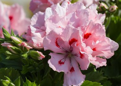 carnation in bloom in spri