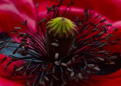 Poppy flower close up