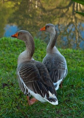 Couple of Geese